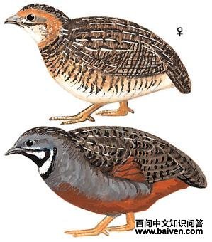 �����ȵ�ͼ��