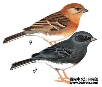 ���c��ͼ��