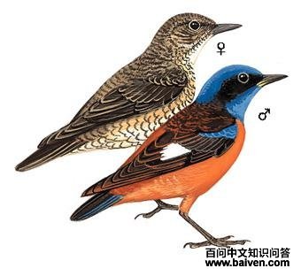 ��ͷ����ͼ��