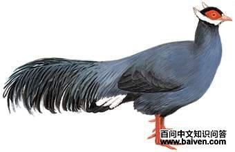 ��������ͼ��