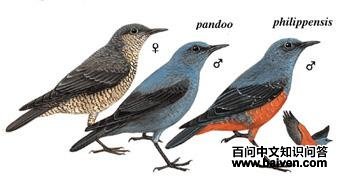 ������ͼ��