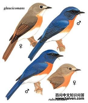 �������l��ͼ��