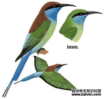 �����仢��ͼ��