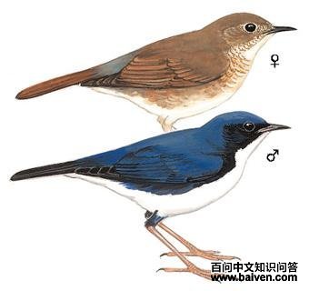 ������ͼ��