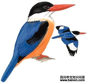 ������ͼ��