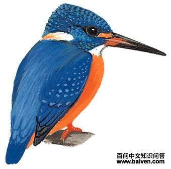 ���������ͼ��