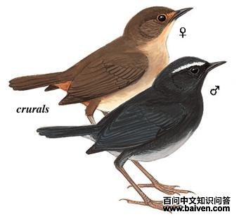 ���̳���ͼ��