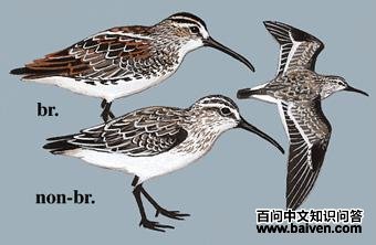 �����ֵ�ͼ��