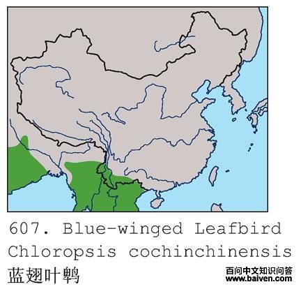 ����Ҷ�ǵĵ����ֲ�ͼ