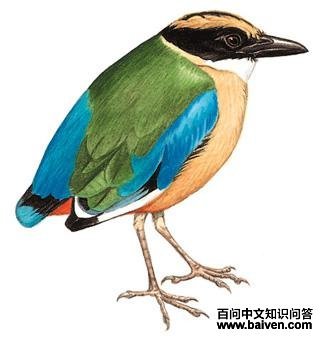 �����ɫ��ͼ��