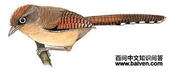 �׿��߳��̵�ͼ��