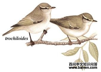 ������ݺ��ͼ��