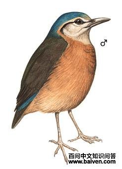 ������ɫ��ͼ��