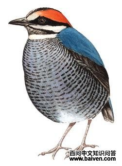 ����ɫ��ͼ��