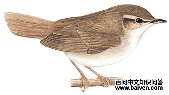 ��β��ݺ��ͼ��