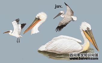 �������ɵ�ͼ��