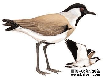 ����󼦵�ͼ��