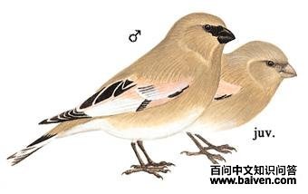 ����ɳȸ��ͼ��