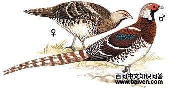 �׾���β����ͼ��