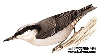 ������ͼ��