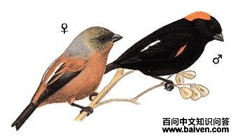 ������ȸ��ͼ��