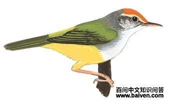 ��ͷ��Ҷݺ��ͼ��