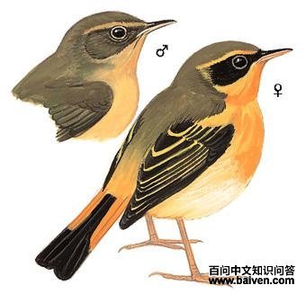 ��ɫ����ͼ��