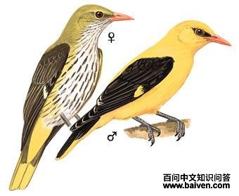 �����ͼ��