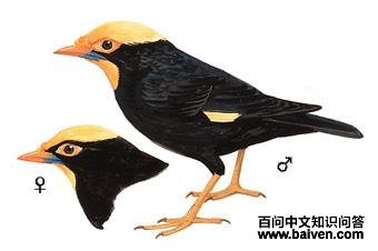 ������˸��ͼ��