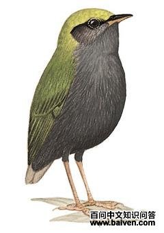 ��ڵ�ݺ��ͼ��