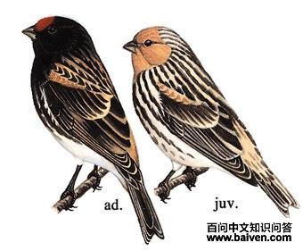 ���˿ȸ��ͼ��