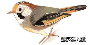 ���ȸ�̵�ͼ��