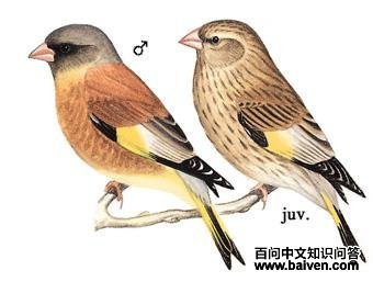 ���[ȸ]��ͼ��