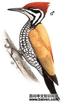 ����ֺ��ľ���ͼ��