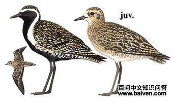 ����a��ͼ��