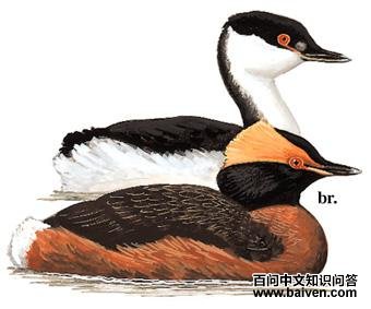 ��������ͼ��