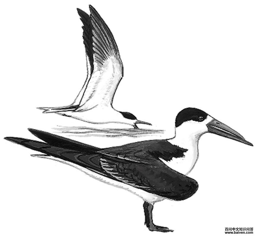 ����Ÿ��ͼ��