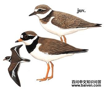 ���a��ͼ��