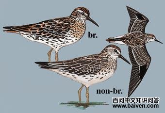 ��β���ֵ�ͼ��