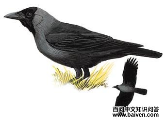 ��ѻ��ͼ��