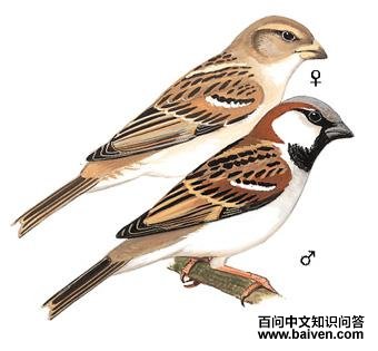 ����ȸ��ͼ��