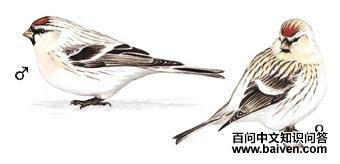 �����춥ȸ��ͼ��