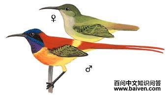 ��β̫�����ͼ��