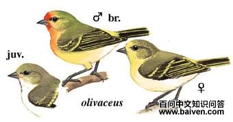 ���ȸ��ͼ��