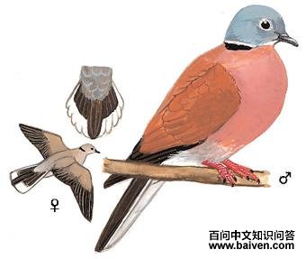 �����ͼ��