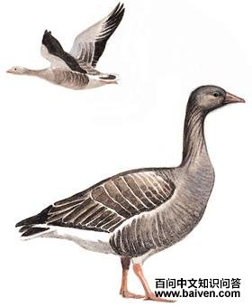 �����ͼ��