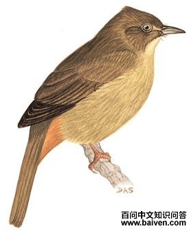 ���۶̽��ǵ�ͼ��