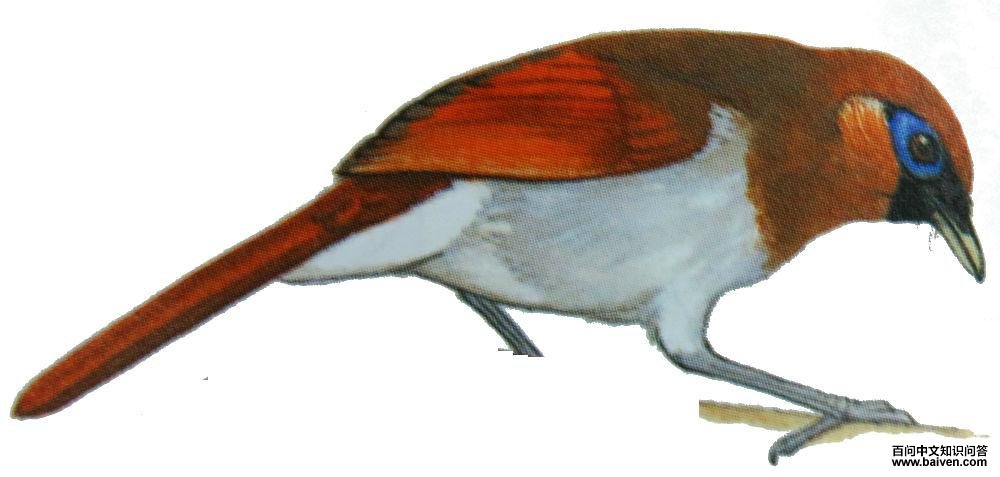 ��в���̵�ͼ��