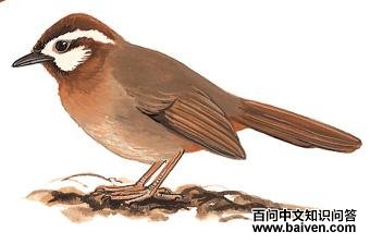 �׼����̵�ͼ��