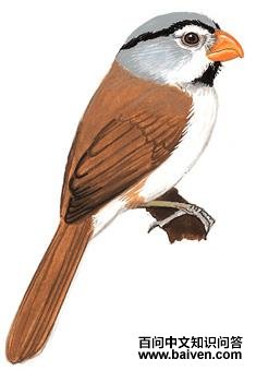 ��ͷѻȸ��ͼ��